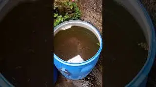 Moina culture