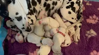 Newborn Dalmatian puppies
