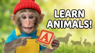 Learn Animal Names with Baby Monkey | Educational Video for Kids | ABC Animals A to Z