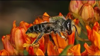 Pollinators, Show '1', What is Pollination and Why Care? - Jul 16, 2020 - EmeraldPlanet TV&copy;