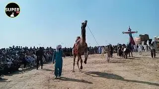 registani janwar voot ka dance kila jamgarh