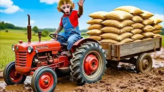 Monkey RoRo drives a small tractor to help the ducklings get home and bring food for the ducklings