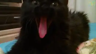 Funny cat suckles air with her cute little tongue! Awesome cat!