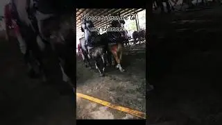 Maine USA 🇺🇸 Fair 2 Horses 🐎 Pulling 8000 Pounds of Blocks #horses #shorts #viral #today