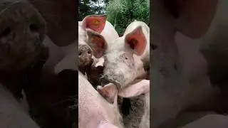 🐷 Funny Pig Close-Up | Cute Farm Animals Compilation | Piggy Power!