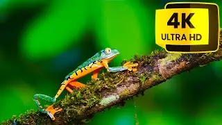 Barred Monkey Frog-Phyllomedusa tomopterna  8k 4k فيلوميدوسا توموبتيرنا الضفدع القرد المحظور
