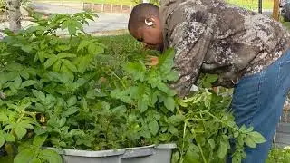 Before the 2025 Alaska Potatoe harvest