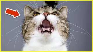 THIS Is How You Know Your Cat MISSES You!