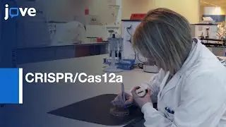 CRISPR/Cas12a Multiplex Genome Editing & Creation Of Yeast Pixel Art l Protocol Preview