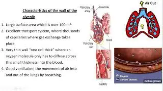 11.1 Gas exchange in humans
