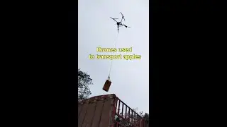 Farmers use drones to transport apples in NW China