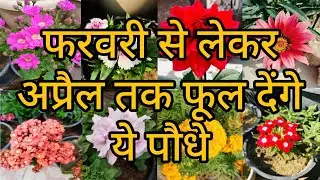 आज ही लगाएं ये फूलों वाले पौधे | Spring Season Flower Plants Name | Flower Plants Name