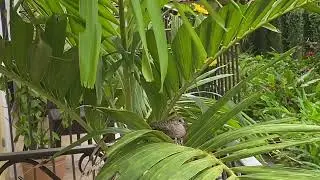 Common Dove Momma nesting