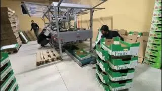 Tray Forming Machine for Corrugated Fruit Boxes | DMS Automatic Case Erector