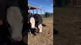 Rescued By A Jack UPDATE #rescue #animal #rescued #jesus #viral #walkerfarmfam