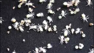Cyclosternum fasciatum - N2 [HD]