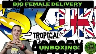 Tarantula unboxing from Tropical Factory UK!