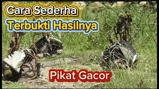 Cara Sederhana Melatih Pikat Perkutut Tapi Hasilnya Nyata…