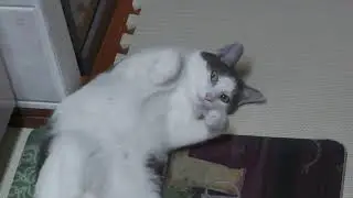 Belly up in the kitchen 　台所でへそ天　4K60fps