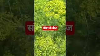 सोया बीज।#shorts #viral #video #soya #crops #agriculture #gardening #flowers #homegarden