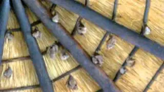 Bats (South Africa Kruger Park)