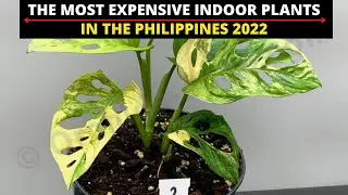 The Most Expensive In Door Plants in the Philippines 2022