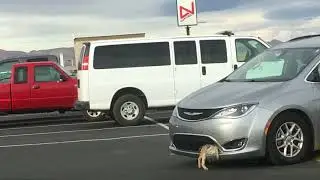 Coyote in van grill at Mojave Spaceport
