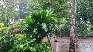 Sleep Soundly All Night: Natural Rain Sound Effects Without Ads | Deep Sleep, Insomnia, Relaxation
