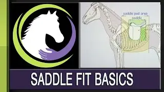 Saddle Fit Basics - Protecting Your Horse from Ill-Fitting Tack