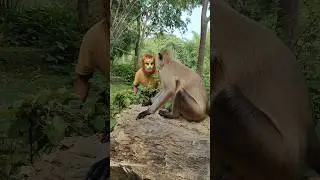 Monkey Confused by Lion Mask 🐒🦁 | Funny Animal Reaction
