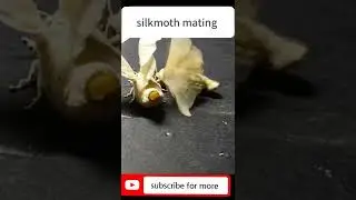 #shorts #silkworm #silkmoth mating