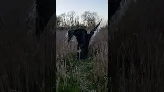 Reed Bed 2019