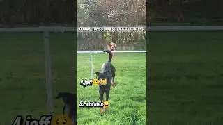 Ranking top 5 funniest animal moments 🤣🎉 #hilarious #relatable #tracyranks #animals
