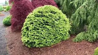 Tsuga diversifolia ' Loowit ' Dwarf Northern Japanese Hemlock  April 22, 2020