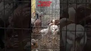 bhimavaram jathi rich vattam chicks for sale  each chick 1890