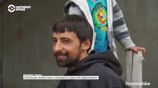 Как собак обучают пастушьей службе   БИЗНЕС ПЛАН