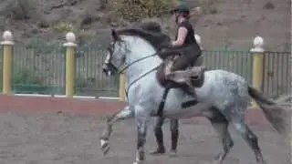 Pura Raza Espanola - Fandango - 1,72 m Stockmass