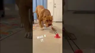 Big Dog Samson VS Chew toy. Great for keeping your babies engaged!