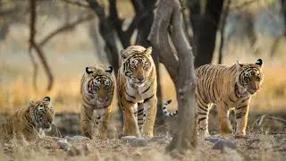 From Drought To Green Afrika | Wild Animal Hindi | #wildanimals #wildlife #hindi 