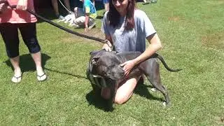 Community Pet Adoption - Franklin, Ursela, Morgan, Ramone, Queen, Donald 4.28.18