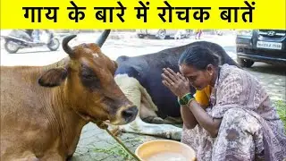 गाय के बारे में 22 रोचक तथ्य || Interesting facts about cow in Hindi