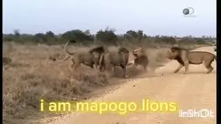 Mapogo lions is so powerful lions #lion #aura #edit @MAPOGOWORLD 