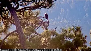 FOBBV Eagles 🦅 Jackie & Shadow Sing at Roost Tree Slumber Party 🎉 Visit Lookout Snag🌲 2024 Sep 22
