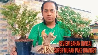 REVIEW DAN JUAL BAHAN BONSAI PROSPEK SUPER MURAH