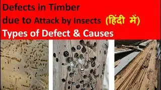 Defect in timber due to insect in Hindi / Defect in wood / Types of Defect in timber in Hindi