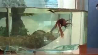 My two Veiltail Betta Fish Breeding