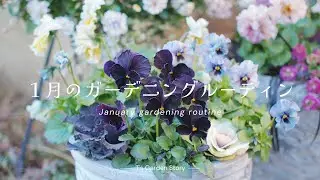 《バラと宿根草の庭》きれいな花を咲かせるためにやるべきこと《T's Gardenのガーデニングルーティン》