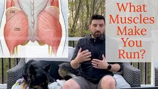 Какие мышцы работают больше всего во время бега? - Какие мышцы вы задействуете во время бега?