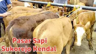 HARGA SAPI PEDETAN JANTAN TERBARU PASAR HEWAN SUKOREJO KENDAL