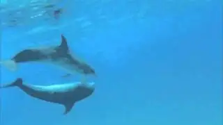 Wild Dolphins Mating